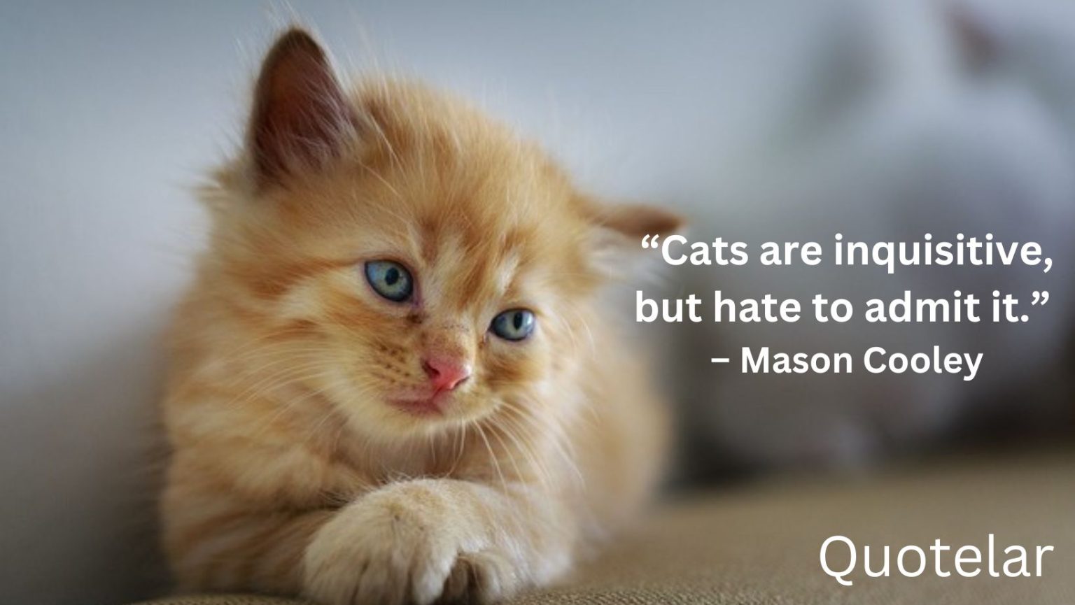 Cat Quotes