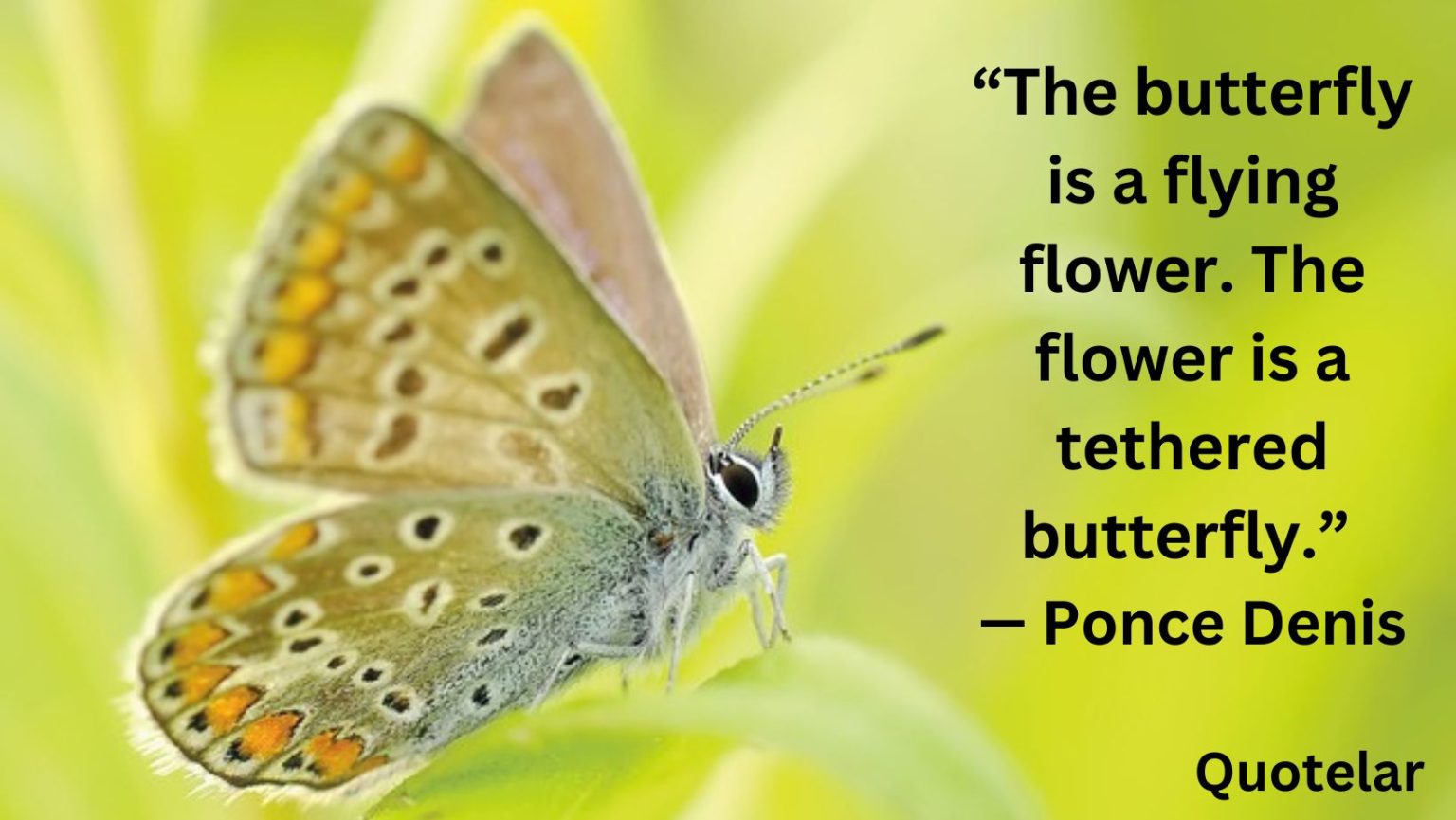 Butterfly Quotes