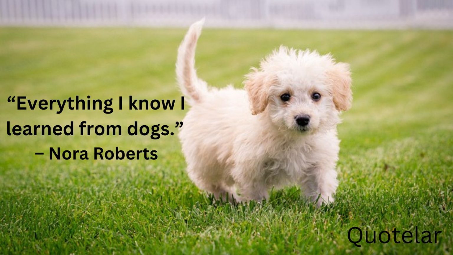 Dog Quotes