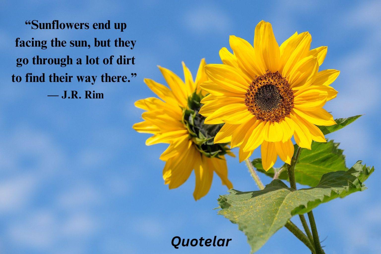 Sunflower Quotes