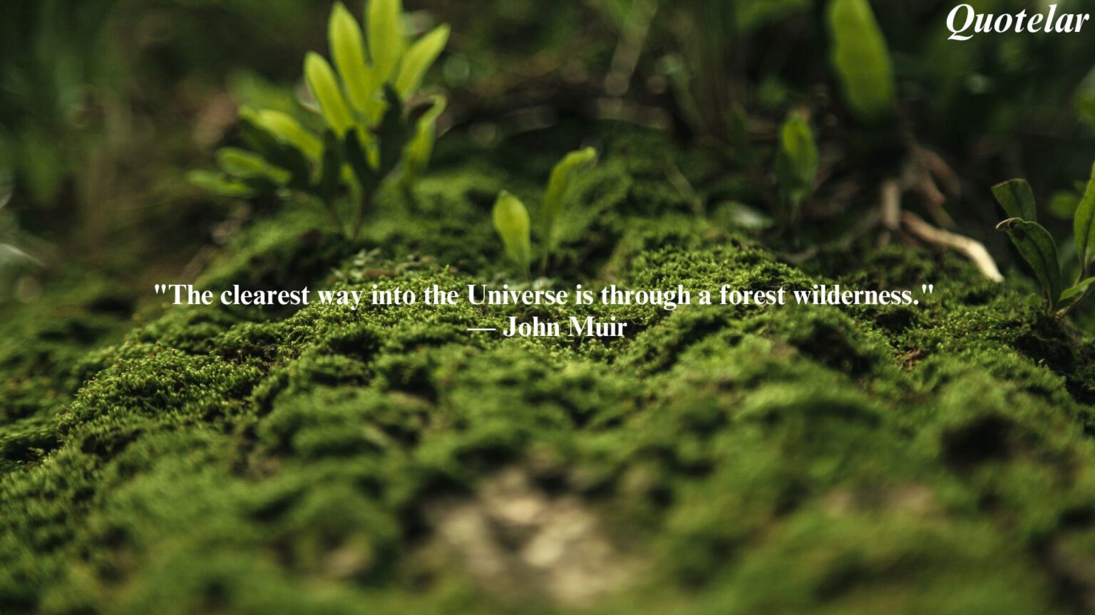 Forest Quotes