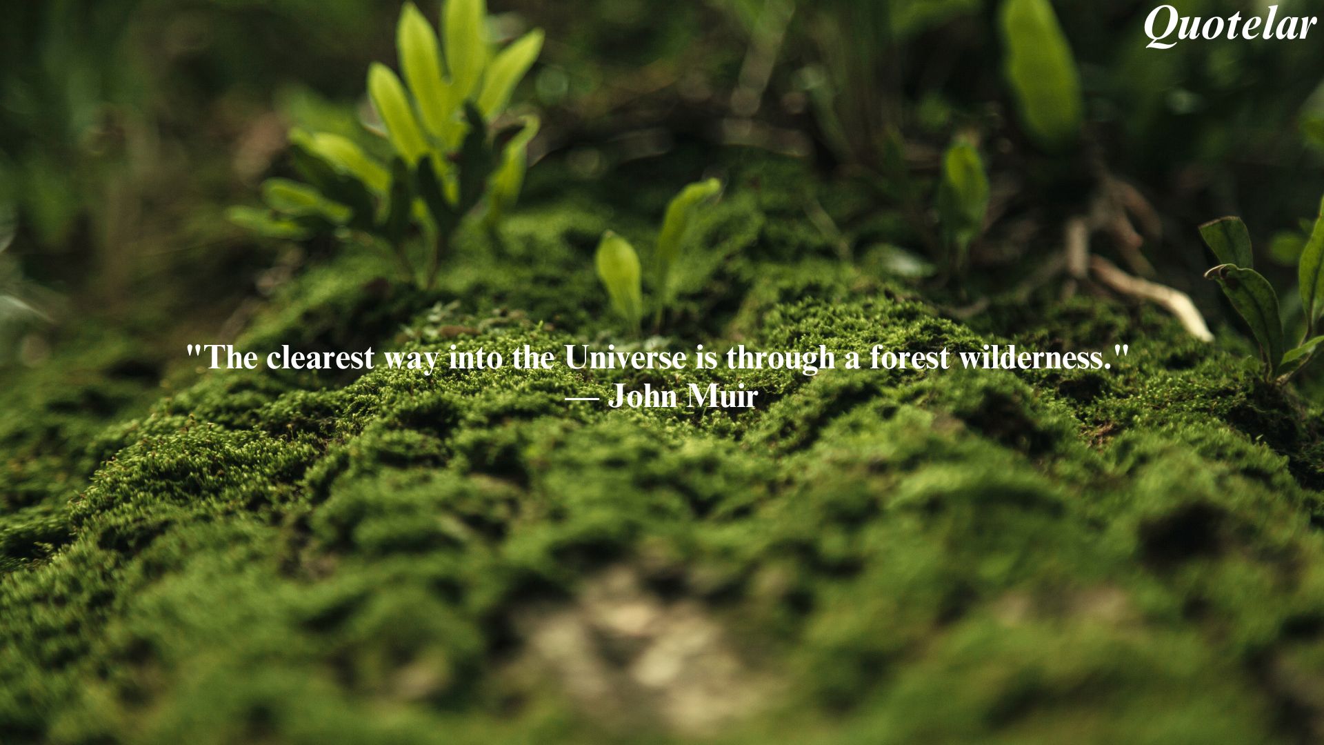 Inspirational Quotes About The Beauty And Tranquility Of Forests