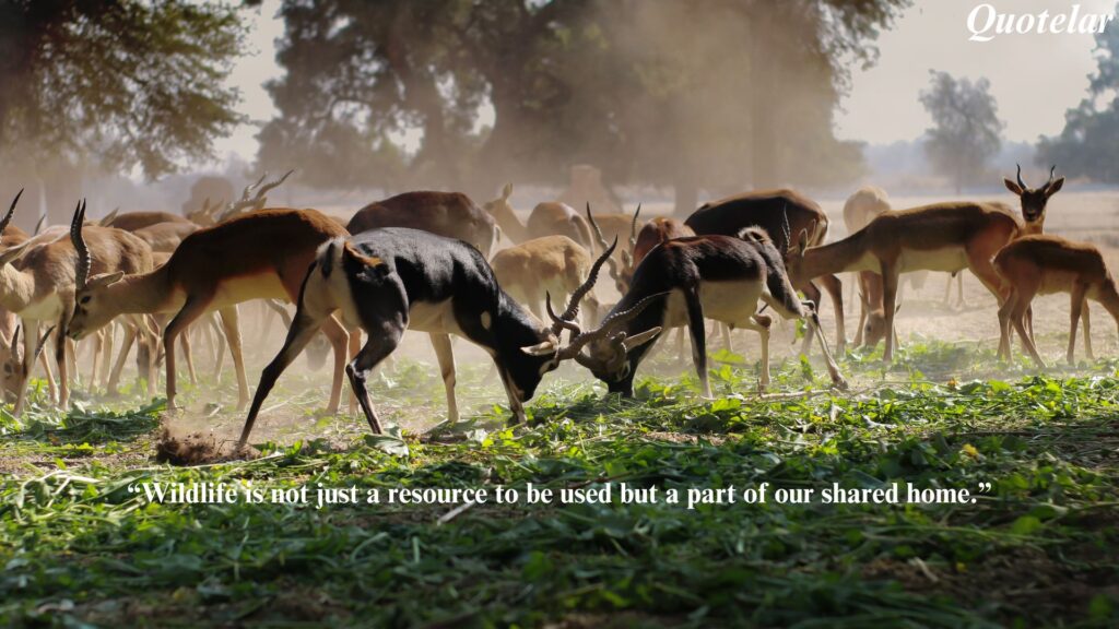 Wildlife Quotes