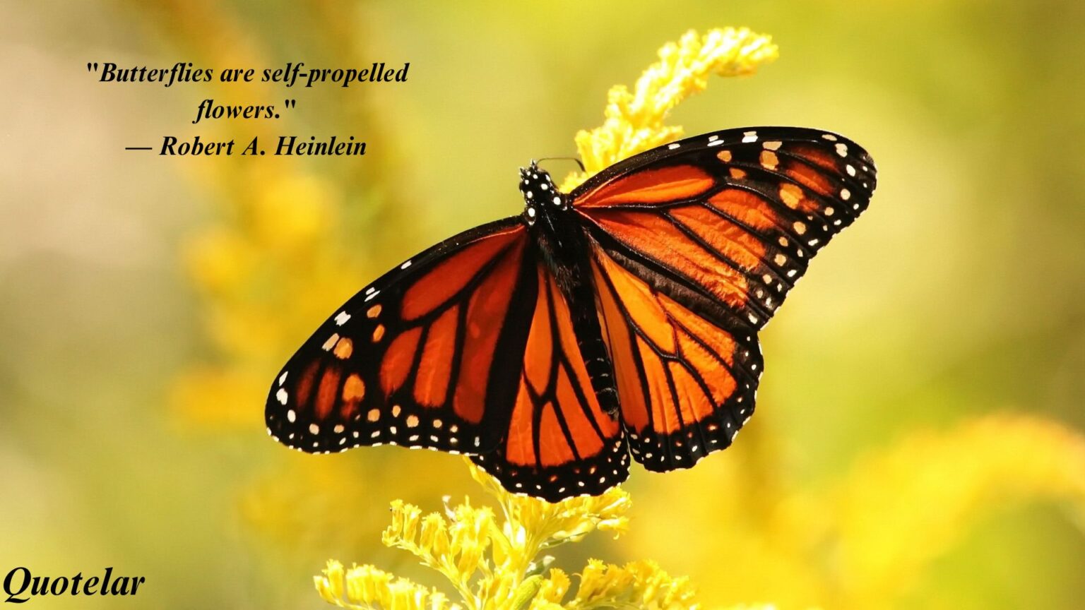 Top 10 Quotes of Butterfly