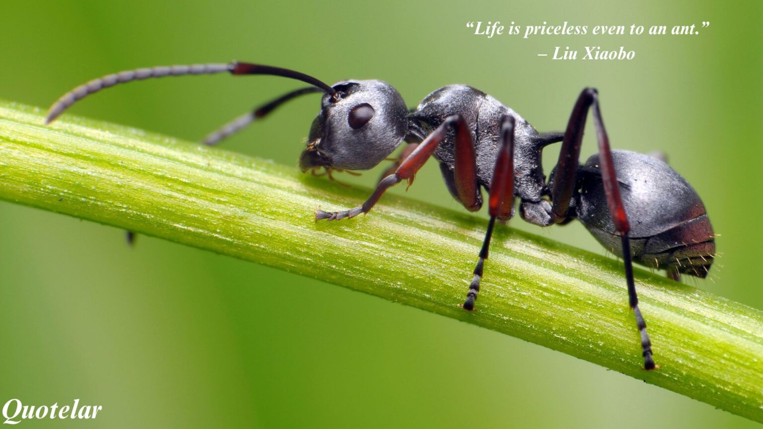 Top 10 Quotes of Ant